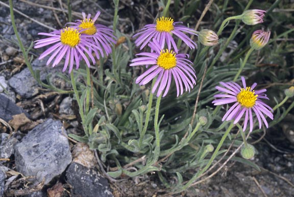 erigeron clokeyi var pinzlae 1 graphic